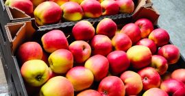 Manzana de cámara frigorífica según variedades smartfresh: Szampion, Ligol,