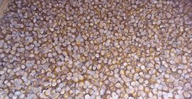 Vendo al por mayor avellana variedad catalana y mixta