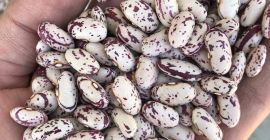 Somos exportadores de frijol tenemos experiencia 25 años en