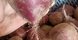 Venderé remolacha, tengo como una tonelada de mi propia