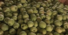 Vendo manzana Prince Champion golden 6-7 jonagored