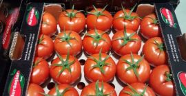 Hola, nuestra región Kumluca es una región de tomate,