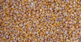 Hola. Vendo maiz seco en sacos de 50 kg.