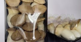 Producimos setas de ostra rey frescas (Eryngi, seta de