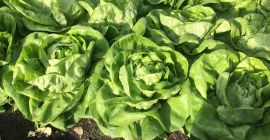 Vendo lechuga trocadero empresa seria y decidida.