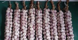 Harnaś ajo a la venta