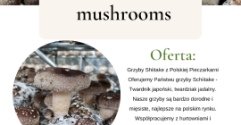 Hongos shiitake del hongo polaco Le ofrecemos hongos Schiitake