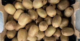 Bio Kiwi Hayward Cal 42, 39, 36, 33, 30