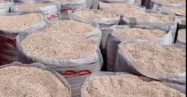 Vendemos SEMILLAS DE SÉSAMO peladas, TRIGO, para inversionistas, exportadores