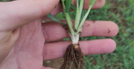 Nuestra empresa Bisren de Štip - Macedonia espera cosechar