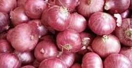 Estamos vendiendo cebolla roja Cal 5+ de agricultores locales