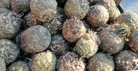 Venderé raíz de apio, peso desde 1 kg.