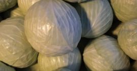 Venta de repollo blanco Adelco. Variedad muy útil para