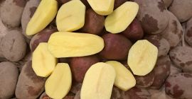 Vendemos papas rojas y amarillas en grandes cantidades. patatas