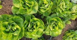 Vendo 70.000 ensaladas, de la raza Shangore, al precio