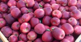 Soy productor de manzanas de alta calidad de diferentes