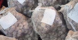 Venderé cabezas de trenzas de ajo harnaś 4-4,5 cm