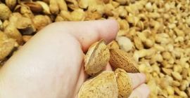 Almendra fresca cosecha año 2021. Una almendra está en