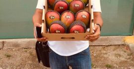 Mango Kent directamente de productores del norte del Perú.