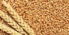 Vendo trigo en el puerto FOB Reni Forma de