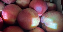 Royal Apple sp. z o. o. vende manzanas de