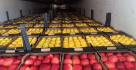 VENDEMOS AL POR MAYOR TODO TIPO DE MANZANAS