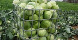 Venderé col de invierno Zenon kal.2-5kg en la cantidad