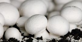 Señoras y señores, buscamos productores de setas blancas, marrones