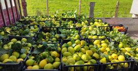 Vendo limones de azahar blanco, para quien le interese
