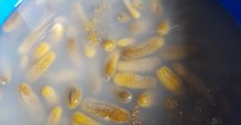 Venderé pepino en escabeche de mi propia granja, en