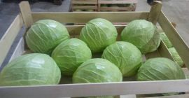 Venta de col durante todo el año. Austria, Eslovenia