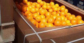 Naranja egipcia de alta calidad. Directamente del fabricante. Pedido
