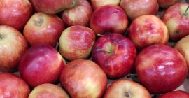 Tengo manzanas a la venta. Campeón, Red Prins. Gala,