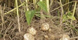 Venderé alcachofa de Jerusalén blanca, doméstica, sucia. Realiza pedidos