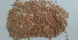 Einkorn ecológico pelado en big bag