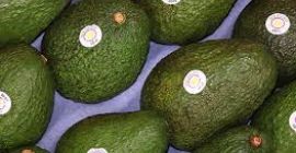 El envasado de los aguacates se realiza en cajas