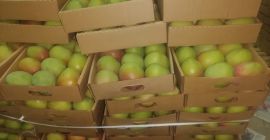 Някои от кенийските сортове манго, които изнасяме, са: Ябълково