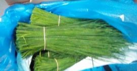 Las plantas de cebollino producen hojas verdes largas, delgadas