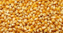 Venderé maíz FOB Reni o CIF Europa +380638607366 mi