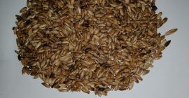 Venderé cardo mariano en una cantidad de aproximadamente 15