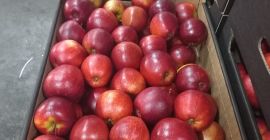Ofrecemos a la venta manzanas de Idared, Jonaprince, Golden,