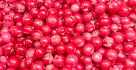 Ofrecemos manzanas Idared, Jonaprince, Golden, Gala, Red Chif y