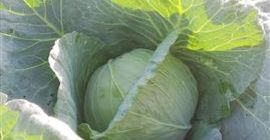 Tenemos repollo blanco a la venta. Cabezas de mercado