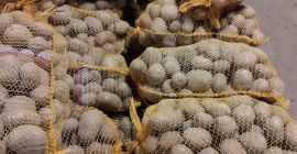 Vendo papas bellarosa rojas, gruesas, 10 toneladas aprox Empacado