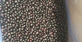 Tengo el honor de presentarles Arándanos silvestres congelados IQF