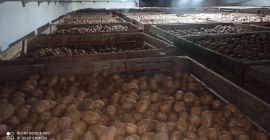 Hola. Tengo a la venta papas Denar, Sifra, Lili,