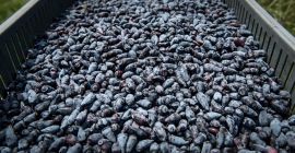Tenemos a la venta bayas de Kamchatka orgánicas congeladas