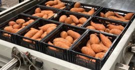 Batatas con la marca de calidad holandesa &#39;planeta-proof&#39;. Actualmente