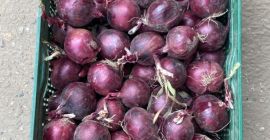 Tengo unas 300 toneladas de cebolla morada, calibre 4+