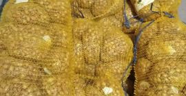 Soy productor y vendo cebolletas de las variedades Stuttgarter,